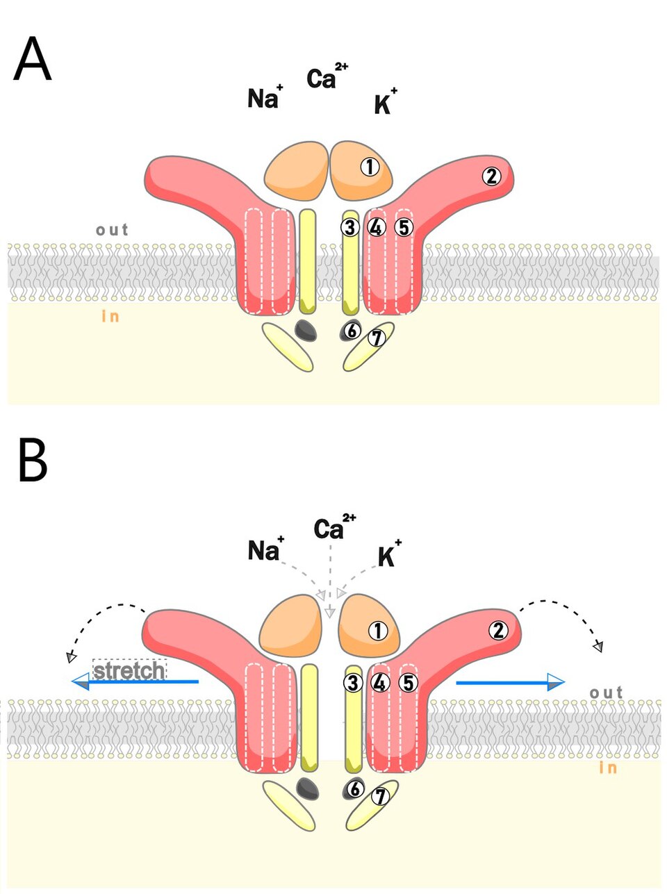 Mechanosensation in Hair Follicles: Insights from Northwestern Study