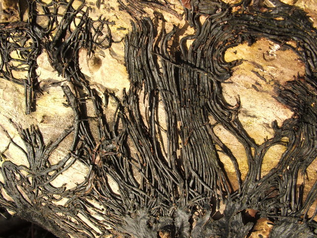 Innovative Research on Fungal Structures Promises Advanced Materials