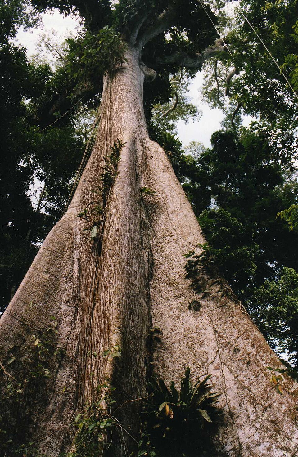 Mesoamerican Tree Species at Risk of Extinction: Urgent Conservation Needed