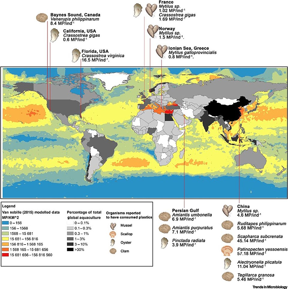 Microplastic Pollution Linked to Increased Cardiovascular Disease Risk