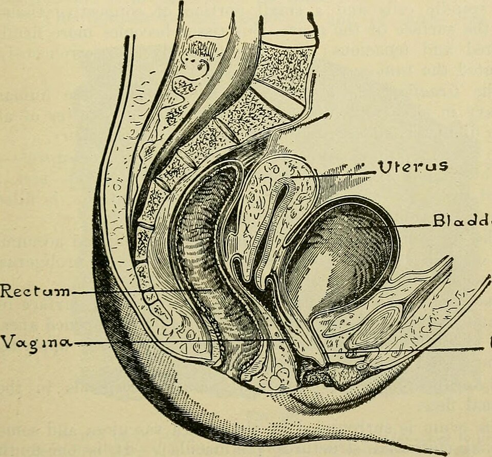 Examining the Male-Dominated History of Body Part Nomenclature