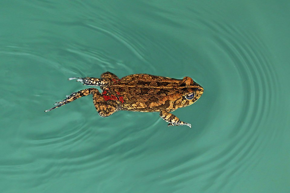 Rare Sighting of Swimming Mole Captured by Somerset Photographer