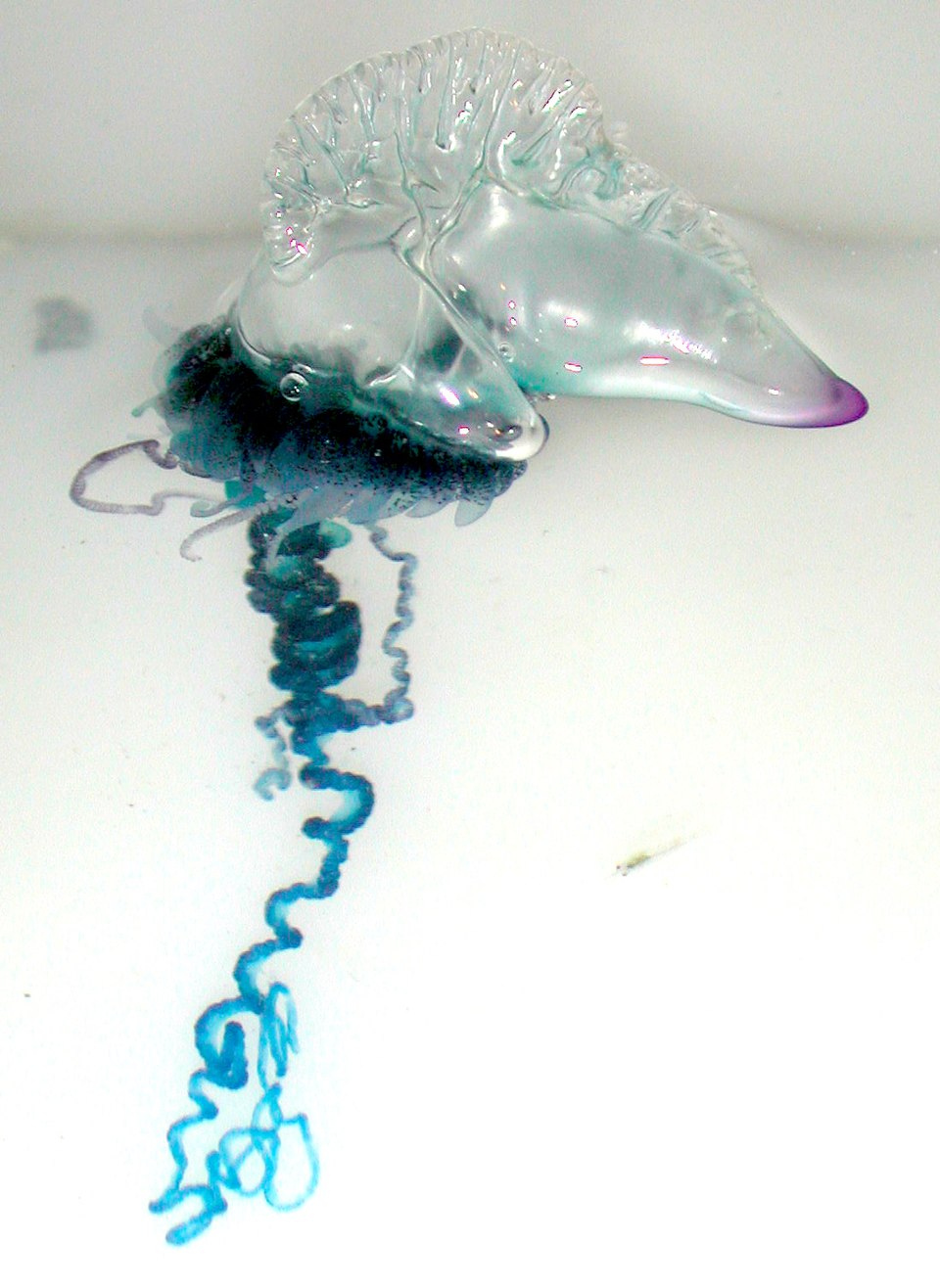 New Insights into Bluebottle Jellyfish Diversity Challenge Long-held Beliefs