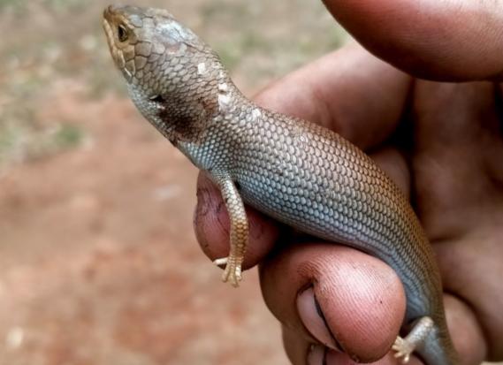 Conservation Efforts for Endangered Pygmy Bluetongue Skinks in Australia