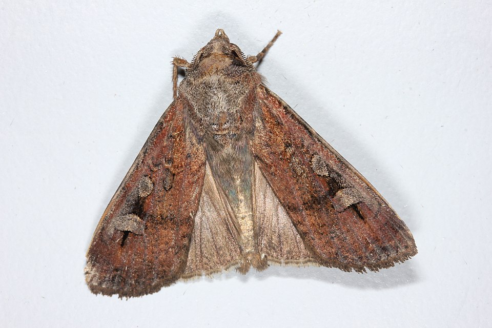 Australian Bogong Moths Utilize Celestial Navigation for Migration