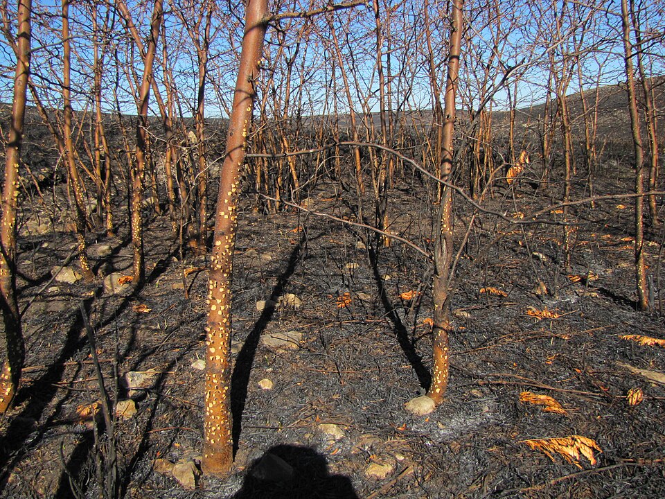 Revolutionary Study Reveals Deeper Plant Roots Enhance Climate Strategy